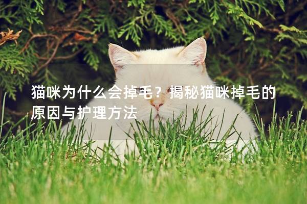 猫咪为什么会掉毛？揭秘猫咪掉毛的原因与护理方法