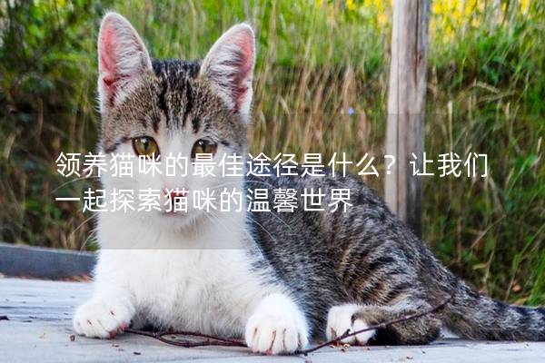 领养猫咪的最佳途径是什么？让我们一起探索猫咪的温馨世界