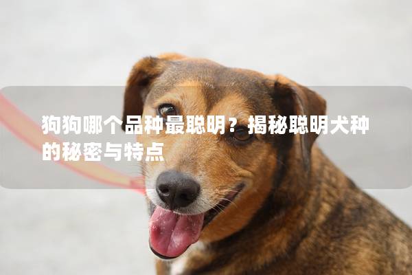 狗狗哪个品种最聪明？揭秘聪明犬种的秘密与特点