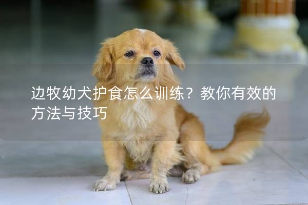 边牧幼犬护食怎么训练？教你有效的方法与技巧