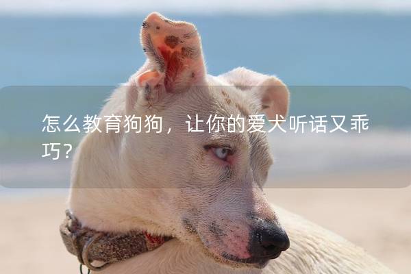 怎么教育狗狗，让你的爱犬听话又乖巧？