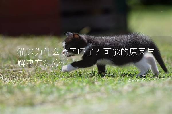 猫咪为什么嗓子哑了？可能的原因与解决方法分析