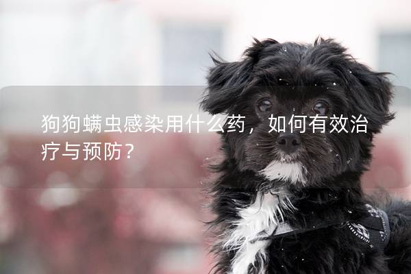 狗狗螨虫感染用什么药，如何有效治疗与预防？