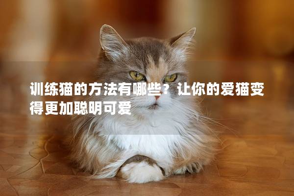 训练猫的方法有哪些？让你的爱猫变得更加聪明可爱