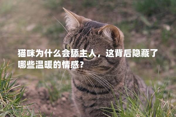 猫咪为什么会舔主人，这背后隐藏了哪些温暖的情感？