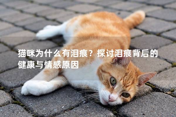 猫咪为什么有泪痕？探讨泪痕背后的健康与情感原因