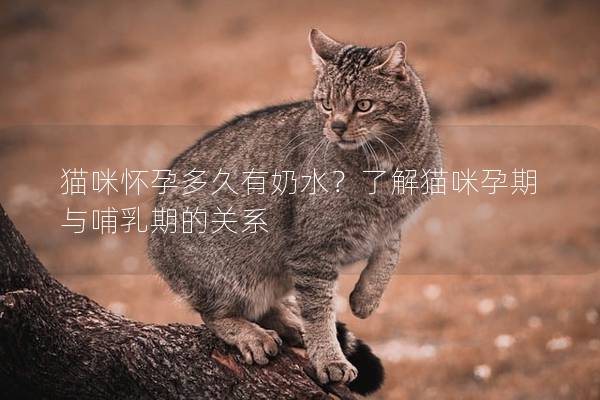 猫咪怀孕多久有奶水？了解猫咪孕期与哺乳期的关系