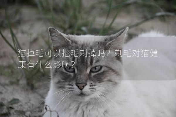 猫掉毛可以把毛剃掉吗？剃毛对猫健康有什么影响？