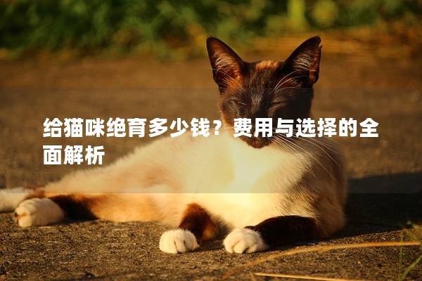 给猫咪绝育多少钱？费用与选择的全面解析