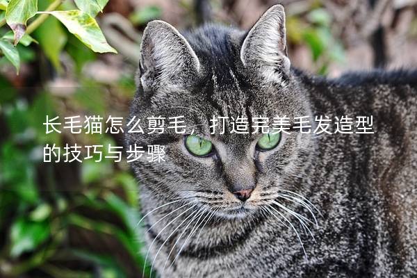 长毛猫怎么剪毛，打造完美毛发造型的技巧与步骤