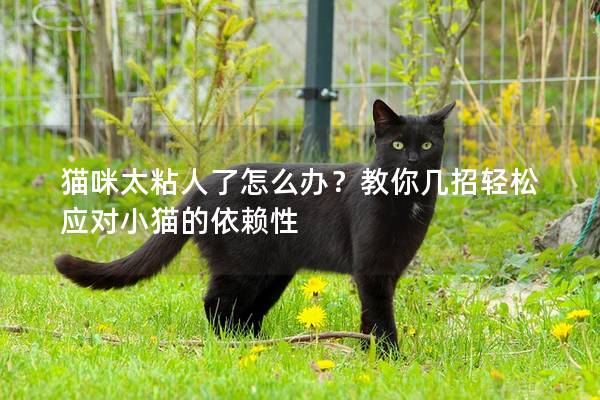 猫咪太粘人了怎么办？教你几招轻松应对小猫的依赖性