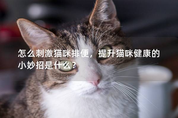 怎么刺激猫咪排便，提升猫咪健康的小妙招是什么？