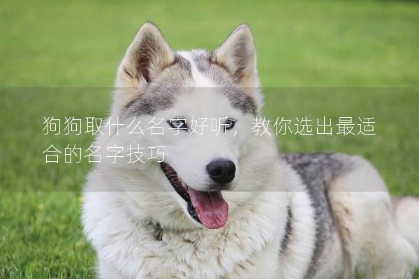 狗狗取什么名字好听，教你选出最适合的名字技巧