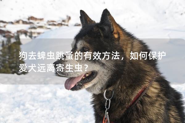 狗去蜱虫跳蚤的有效方法，如何保护爱犬远离寄生虫？