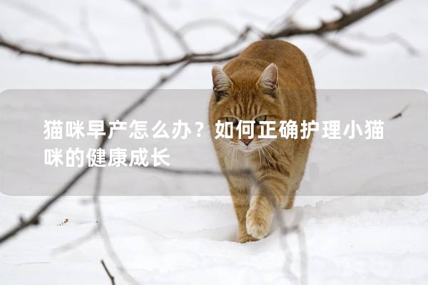 猫咪早产怎么办？如何正确护理小猫咪的健康成长