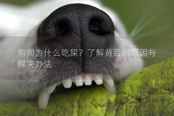 狗狗为什么吃屎？了解背后的原因与解决办法