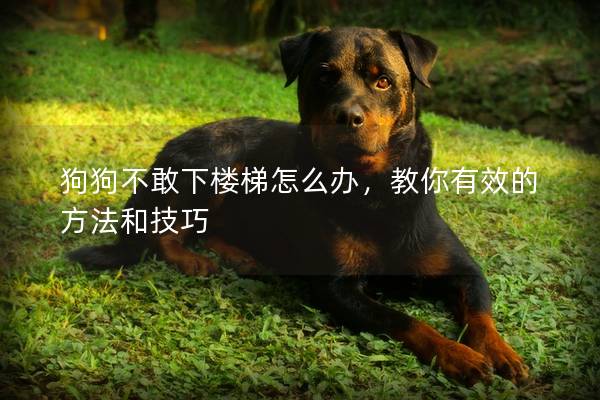 狗狗不敢下楼梯怎么办，教你有效的方法和技巧