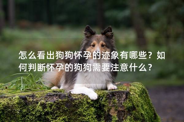 怎么看出狗狗怀孕的迹象有哪些？如何判断怀孕的狗狗需要注意什么？