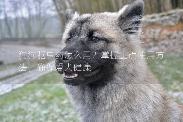 狗狗驱虫药怎么用？掌握正确使用方法，确保爱犬健康