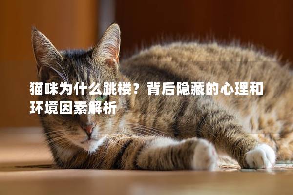 猫咪为什么跳楼？背后隐藏的心理和环境因素解析