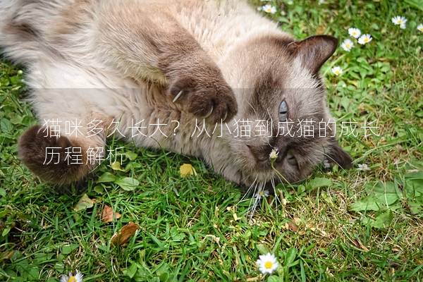 猫咪多久长大？从小猫到成猫的成长历程解析