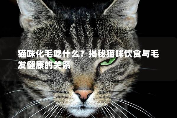 猫咪化毛吃什么？揭秘猫咪饮食与毛发健康的关系