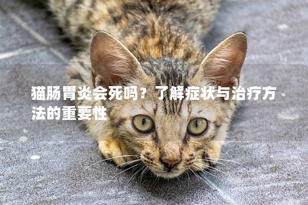 猫肠胃炎会死吗？了解症状与治疗方法的重要性