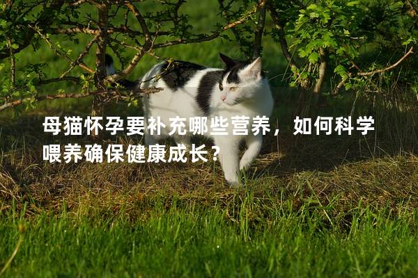 母猫怀孕要补充哪些营养，如何科学喂养确保健康成长？