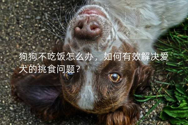 狗狗不吃饭怎么办，如何有效解决爱犬的挑食问题？