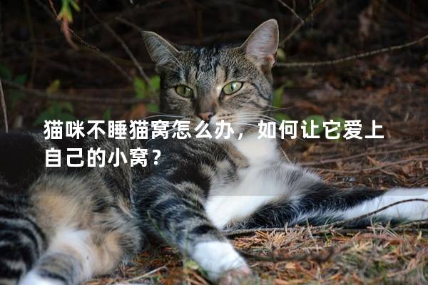 猫咪不睡猫窝怎么办，如何让它爱上自己的小窝？