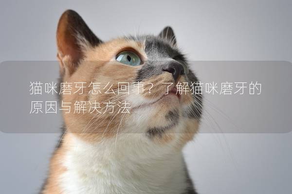 猫咪磨牙怎么回事？了解猫咪磨牙的原因与解决方法