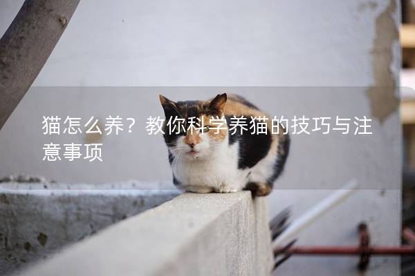 猫怎么养？教你科学养猫的技巧与注意事项