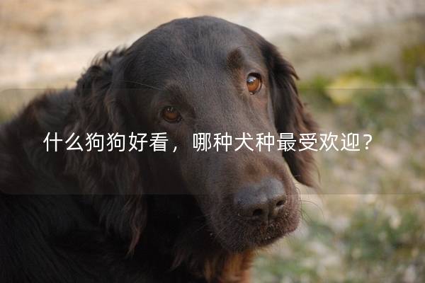 什么狗狗好看，哪种犬种最受欢迎？