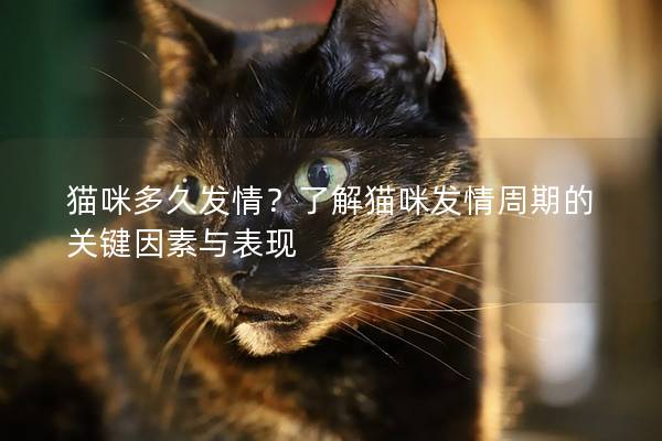 猫咪多久发情？了解猫咪发情周期的关键因素与表现