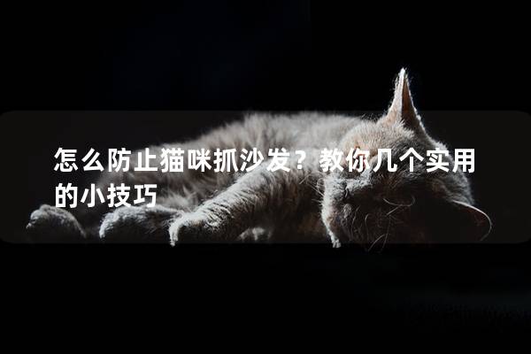 怎么防止猫咪抓沙发？教你几个实用的小技巧