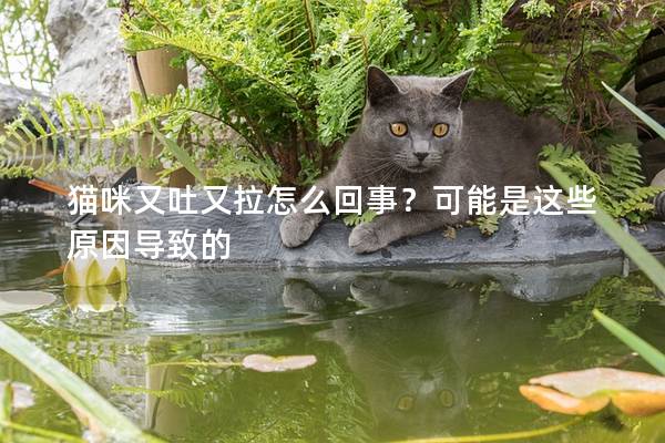 猫咪又吐又拉怎么回事？可能是这些原因导致的