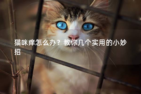 猫咪痒怎么办？教你几个实用的小妙招