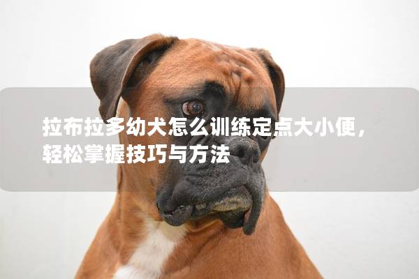 拉布拉多幼犬怎么训练定点大小便，轻松掌握技巧与方法