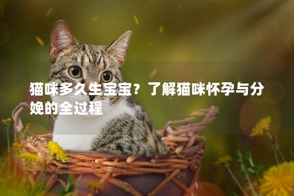 猫咪多久生宝宝？了解猫咪怀孕与分娩的全过程