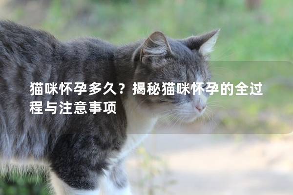 猫咪怀孕多久？揭秘猫咪怀孕的全过程与注意事项