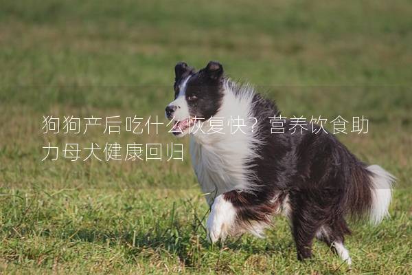 狗狗产后吃什么恢复快？营养饮食助力母犬健康回归