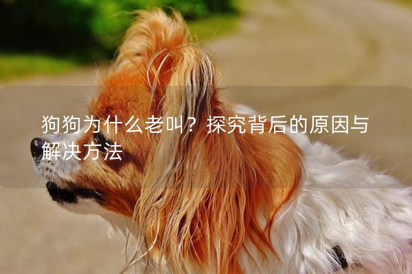 狗狗为什么老叫？探究背后的原因与解决方法