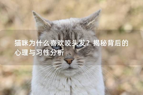 猫咪为什么喜欢咬头发？揭秘背后的心理与习性分析