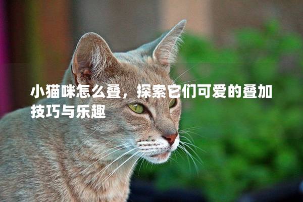 小猫咪怎么叠，探索它们可爱的叠加技巧与乐趣