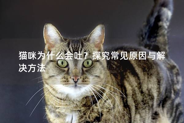 猫咪为什么会吐？探究常见原因与解决方法