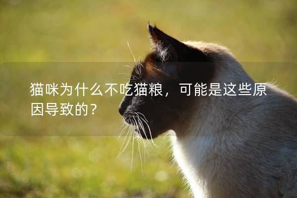 猫咪为什么不吃猫粮，可能是这些原因导致的？