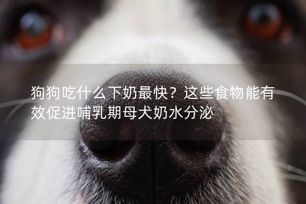 狗狗吃什么下奶最快？这些食物能有效促进哺乳期母犬奶水分泌