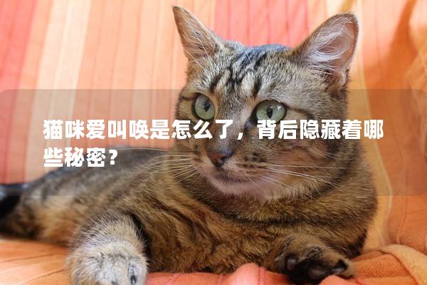 猫咪爱叫唤是怎么了，背后隐藏着哪些秘密？