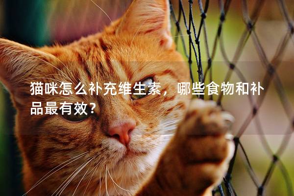 猫咪怎么补充维生素，哪些食物和补品最有效？