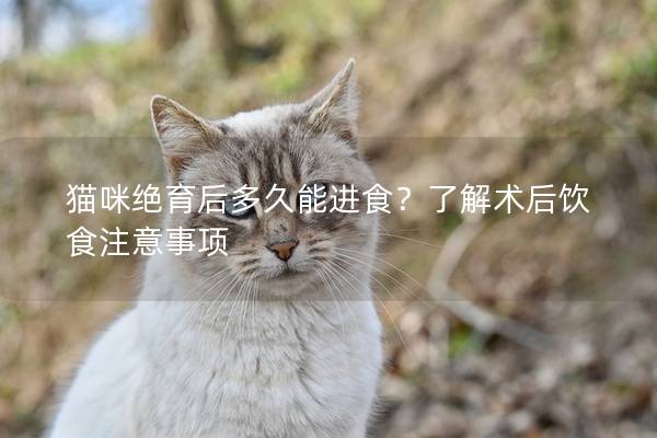 猫咪绝育后多久能进食？了解术后饮食注意事项